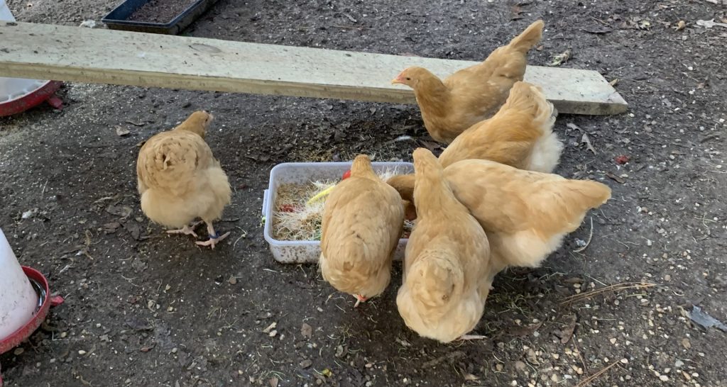 Introducing Off The Rails Homestead Chickens in their run