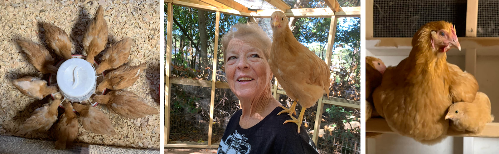 Chicken math is real.